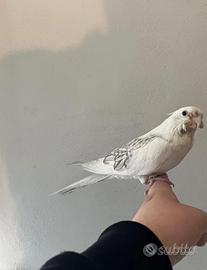 Calopsite allevato a mano