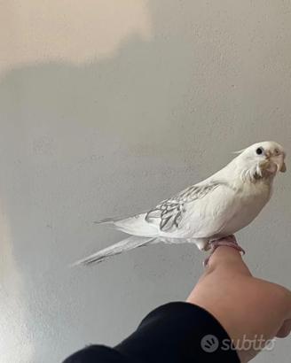 Calopsite allevato a mano