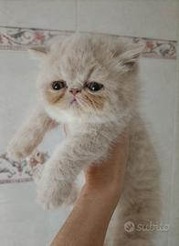 Gatti exotic shorthair
