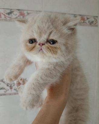 Gatti exotic shorthair