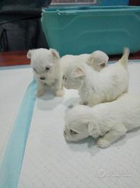 Maltesi coreani mini Toy