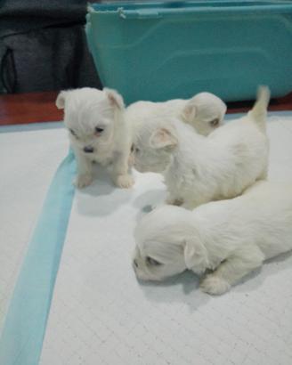 Maltesi coreani mini Toy