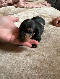 Cuccioli Bassotto Arlecchino