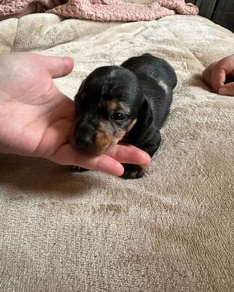 Cuccioli Bassotto Arlecchino