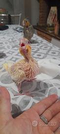Calopsitta allevato a mano