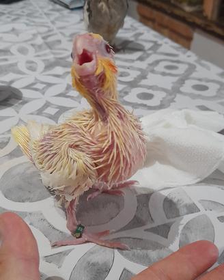 Calopsitta allevato a mano