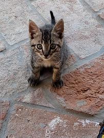 Gatti di 2 mesi