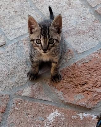 Gatti di 2 mesi
