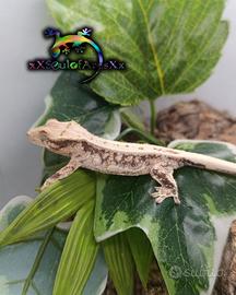 Ciliatus / Geco Crestato ID: BZ