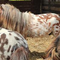 Mini pony falabella stallone appaloosa