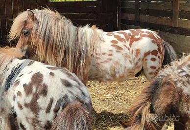 Mini pony falabella stallone appaloosa