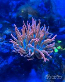 Anemoni