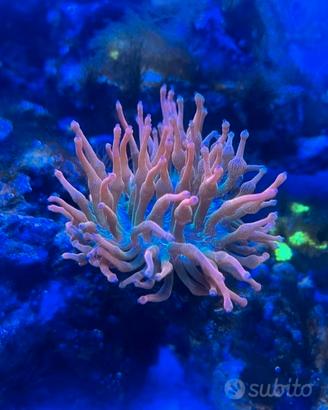 Anemoni