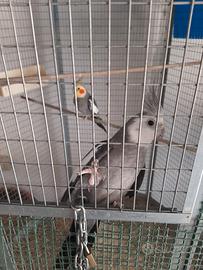 animali