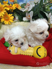 2 Femminucce Maltese Taglia Molto Piccola Mini Toy