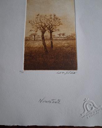 stampe incisioni collezionismo