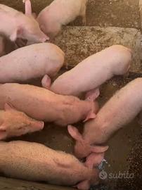 Animali