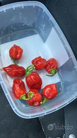 Pianta peperoncino Trinidad Scorpion