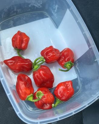 Pianta peperoncino Trinidad Scorpion