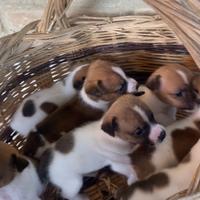 Jack Russel toy