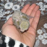Pullo inseparabile di 30 giorni