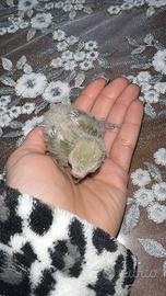 Pullo inseparabile di 30 giorni