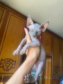 Gattini Sphynx