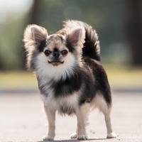 Chihuahua maschio