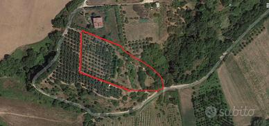 Terreno con bosco