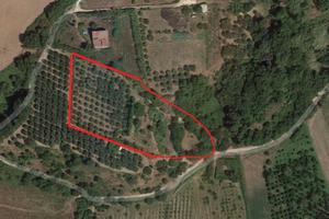 Terreno con bosco