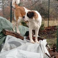 Prenotazione cucciolata san Bernardo con pedigree