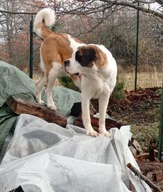 Prenotazione cucciolata san Bernardo con pedigree