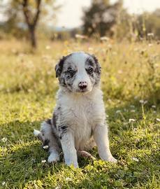 Cuccioli border collie