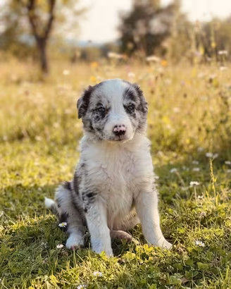 Cuccioli border collie