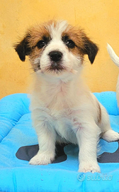 Jack Russel Cuccioli