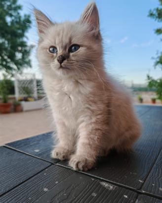 Gatti siberiani
