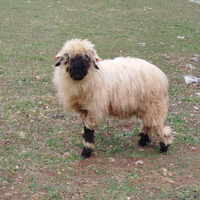 Pecore da compagnia naso nero del Vallese