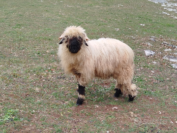 Pecore da compagnia naso nero del Vallese