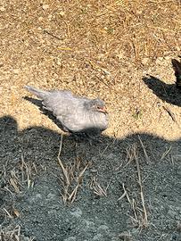 Galline e Galli