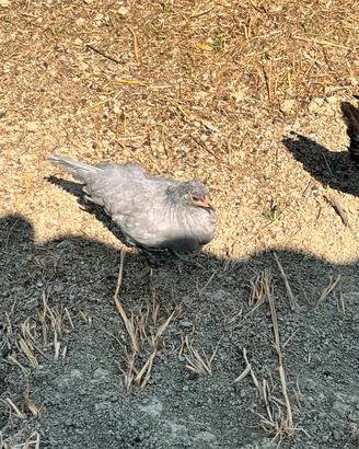 Galline e Galli