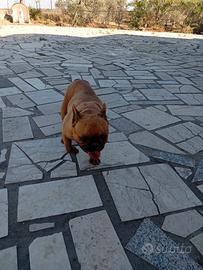 Dog francese