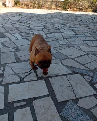 Dog francese