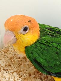 Caicco testa gialla allevato a mano