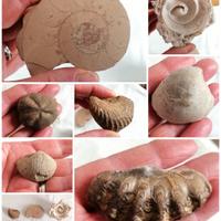 Piccola collezione di Fossili e Minerali