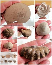 Piccola collezione di Fossili e Minerali