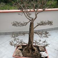 bonsai ligustro