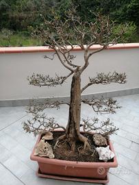 bonsai ligustro