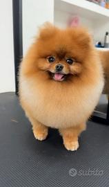 Volpino Pomerania ACCOPPIAMENTE/MONTA rosso