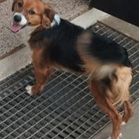 Cucciolo 1 anno già castrato