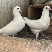Colombe bianche